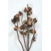 HAKEA 5-9 PODS 14"  Natural - OUT OF STOCK